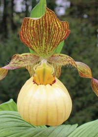 Cypripedium 'Victoria'